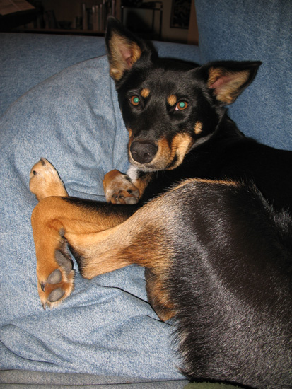 dotties_deer_legs