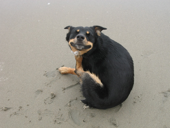 itchy_dottie