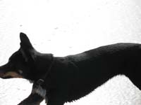 long_dottie