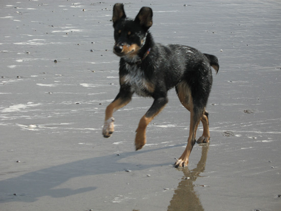 boing