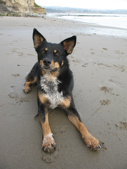 pretty_dottie