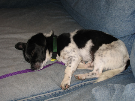 curled_up