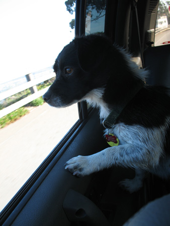 in_the_car