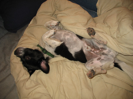 polka_dot_belly