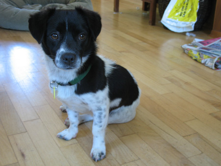 snoopy_sitting