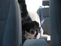 in_the_backseat