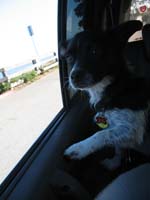 in_the_car_2