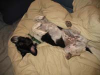 polka_dot_belly
