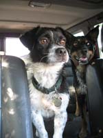 with_dottie
