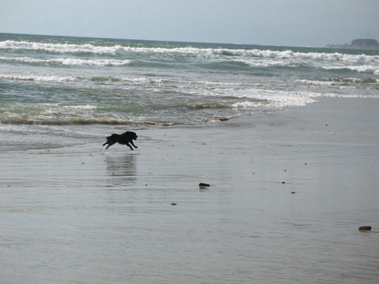 chasing_birds