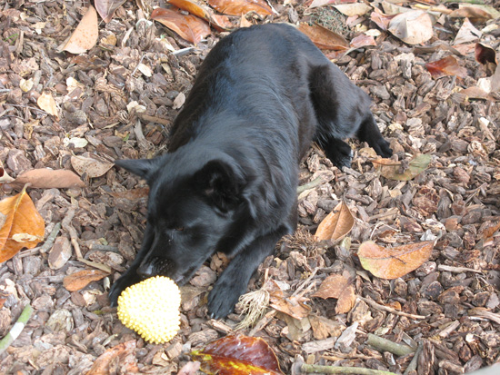 chew_toy