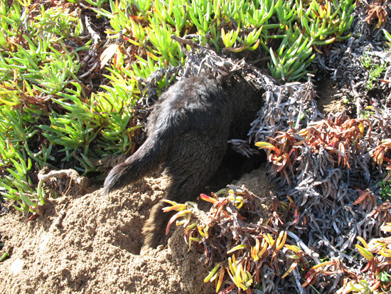 digging_a_hole
