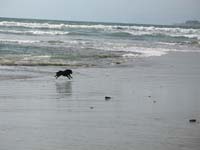 chasing_birds
