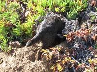 digging_a_hole